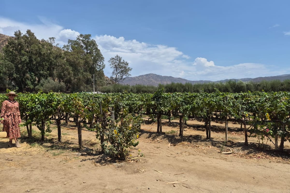 El Niño podría traer más lluvias y beneficiar a los viñedos de Baja California, afirma Luis Cetto
