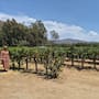 El Niño podría traer más lluvias y beneficiar a los viñedos de Baja California, afirma Luis Cetto