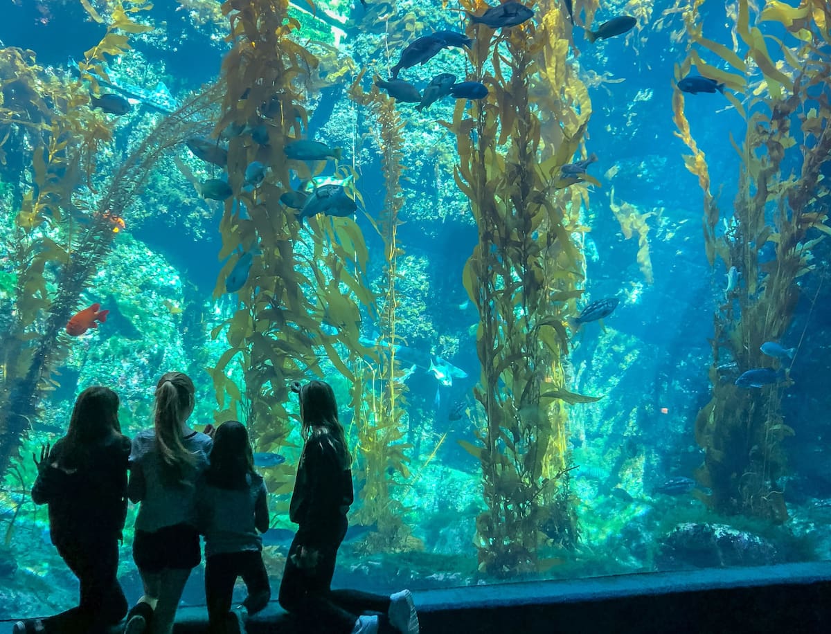 San Diego Zoo es una de las atracciones que ofrece entrada gratuita para niños durante octubre. Foto: Cortesía