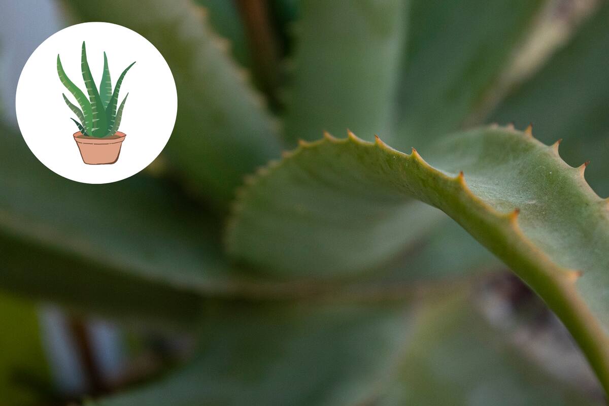 Cómo puedes usar el aloe vera para evitar manchas y arrugas en la piel