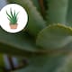 Cómo usar aloe vera para calmar quemaduras solares