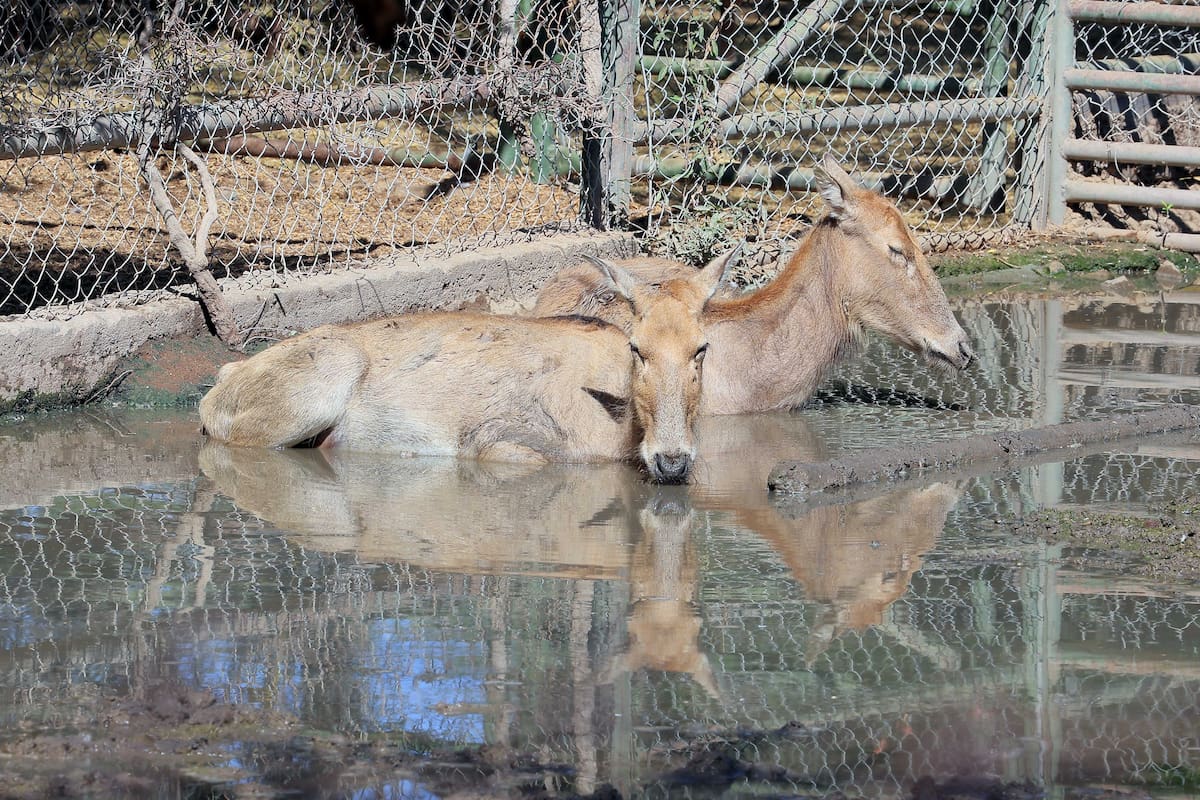 Ciervo del Padre David es el más exótico del Ecológico