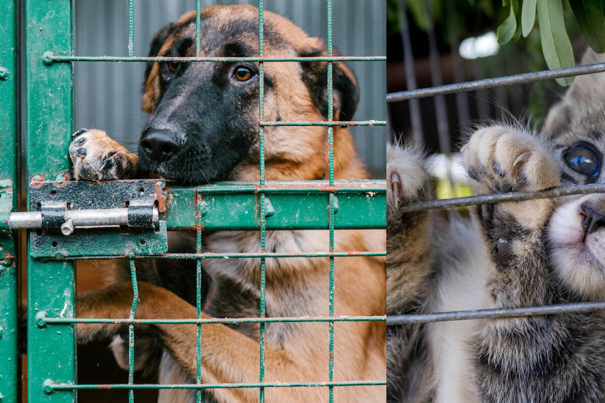 Avala Congreso de Puebla hasta trece años de prisión por maltrato animal