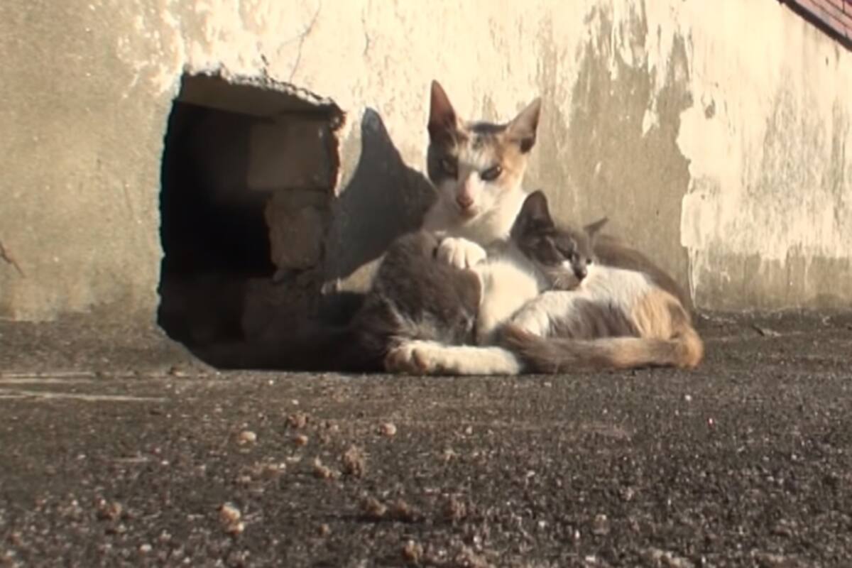 Gatita no abandona a su cría con discapacidad; se hace viral
