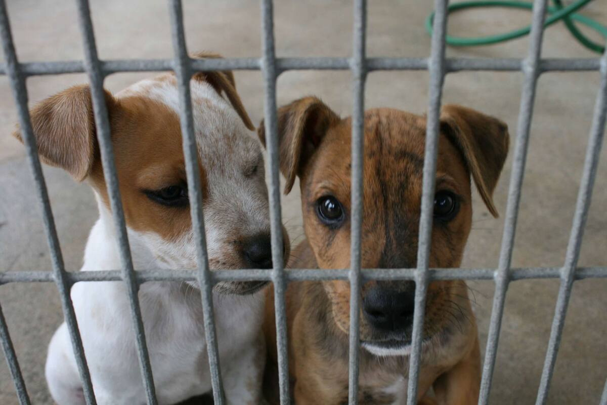 Cómo elegir un albergue serio para adoptar una mascota