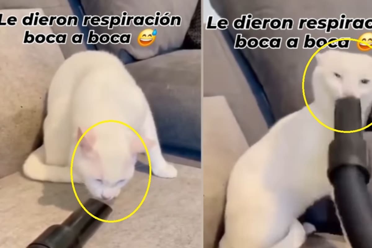 “La curiosidad casi ahoga al gato”: gatito juega con una aspiradora y se le atora el hocico