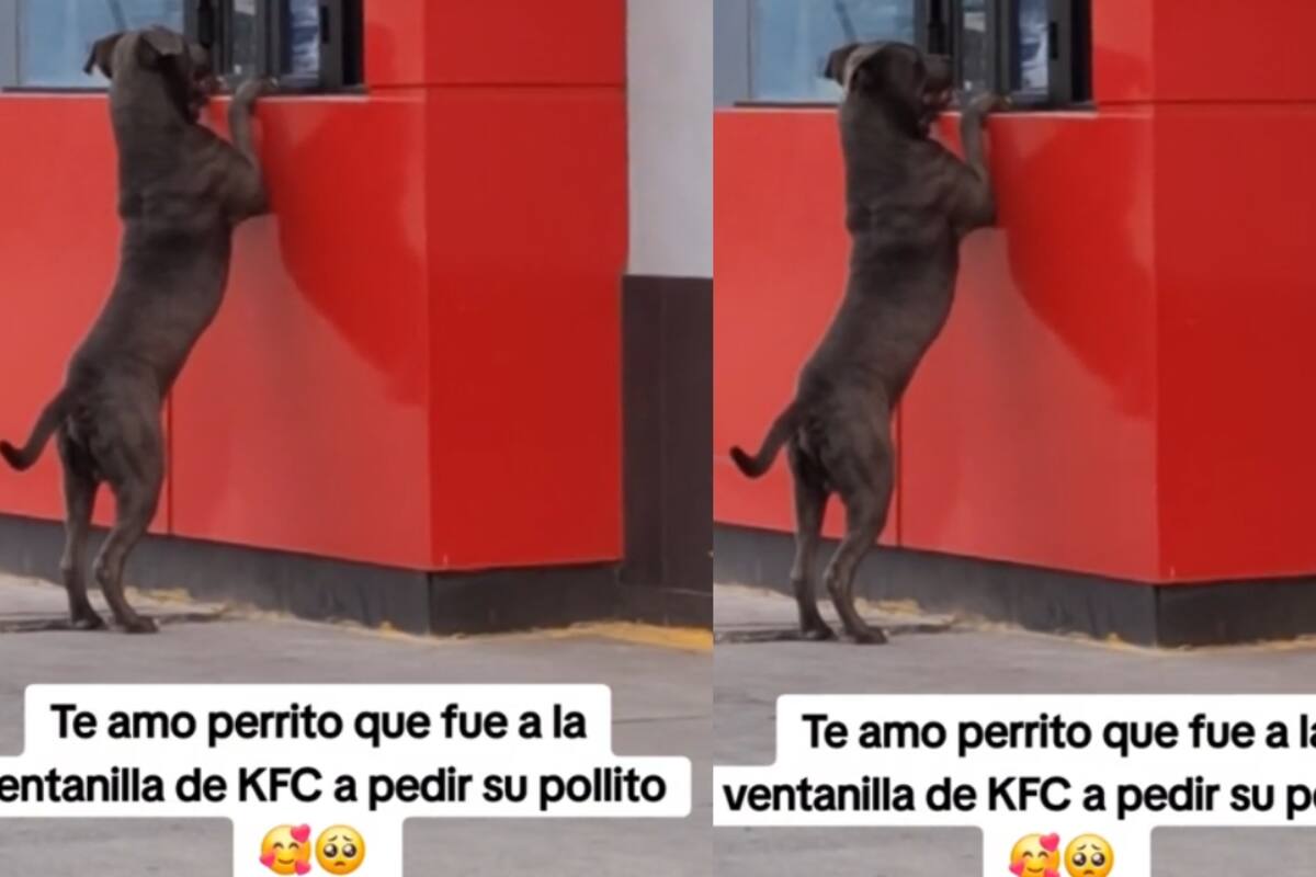 Graban a perrito pidiendo pollo en la ventanilla del drive-thru de KFC