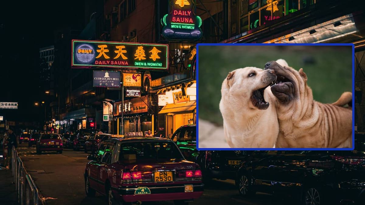 Tras una prohibición por más de 30 años, ahora Hong Kong permite perros en restaurantes; solo quedan fuera de esta aprobación los considerados por el gobierno como “razas de pelea”