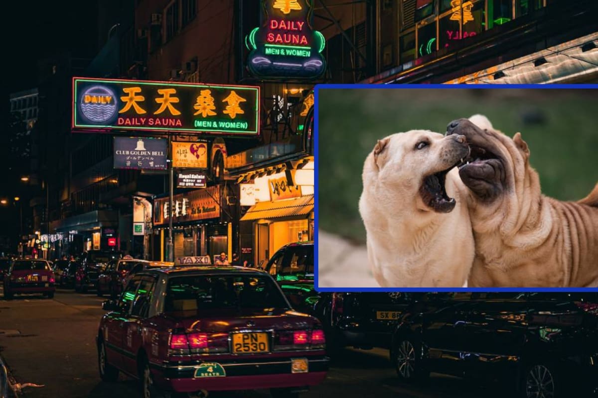 Tras una prohibición por más de 30 años, ahora Hong Kong permite perros en restaurantes; solo quedan fuera de esta aprobación los considerados por el gobierno como “razas de pelea”