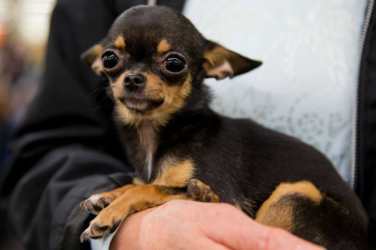 Rocía salsa tabasco en los ojos a su perro e indigna en redes