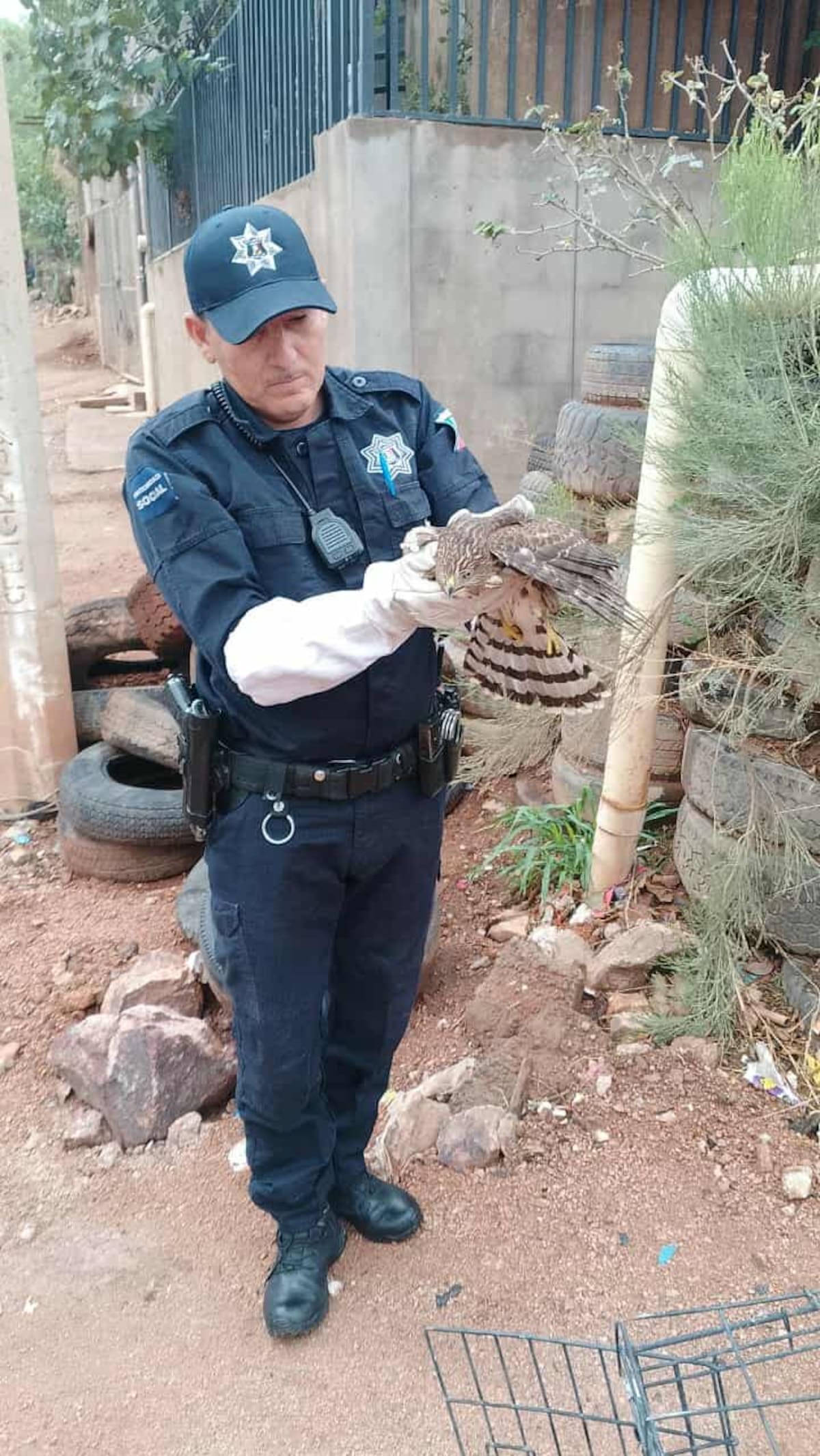 Rescatan a un Halcón en Nogales. / Imagen por Manuel Jiménez.