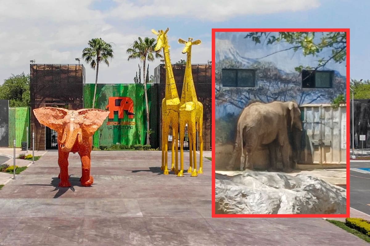 Monty, el elefante solitario del Zoológico La Pastora: Activistas exigen su reubicación