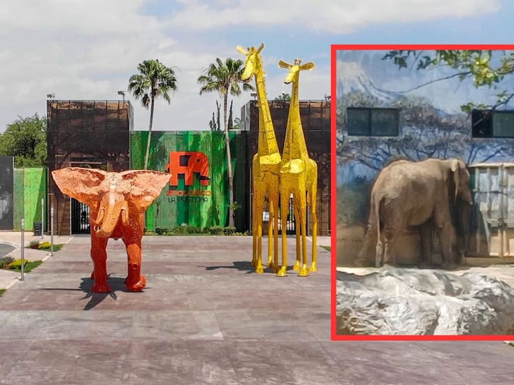 Monty, el elefante solitario del Zoológico La Pastora: Activistas exigen su reubicación