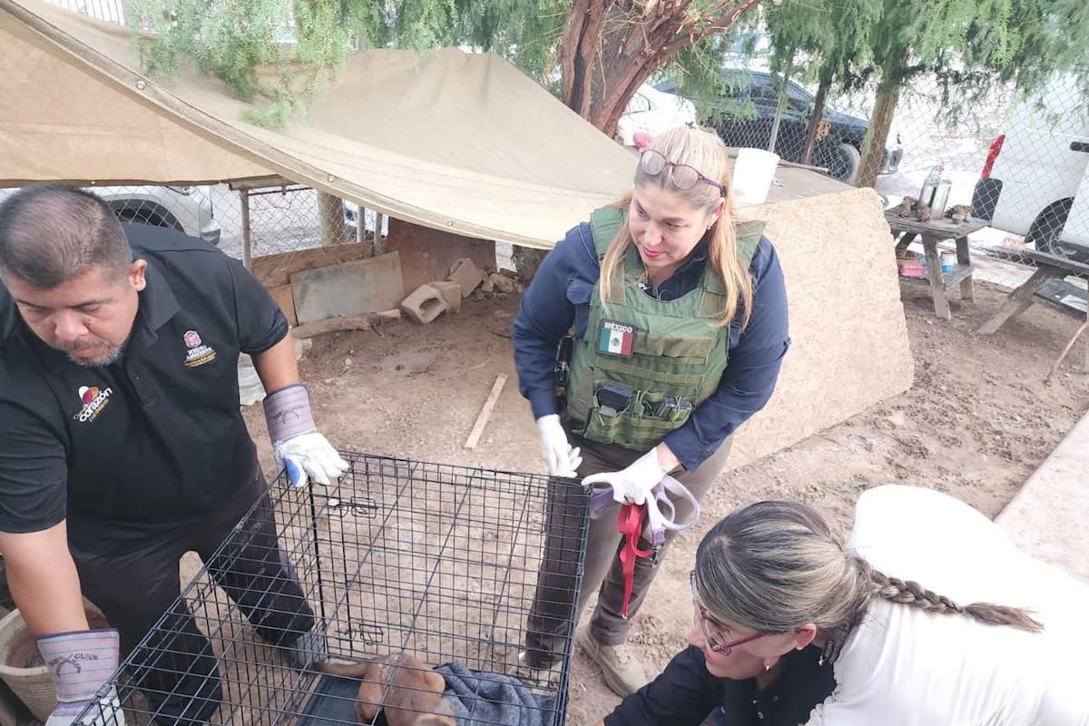 Ocho perros rescatados en Villas del Campo tras denuncias de maltrato