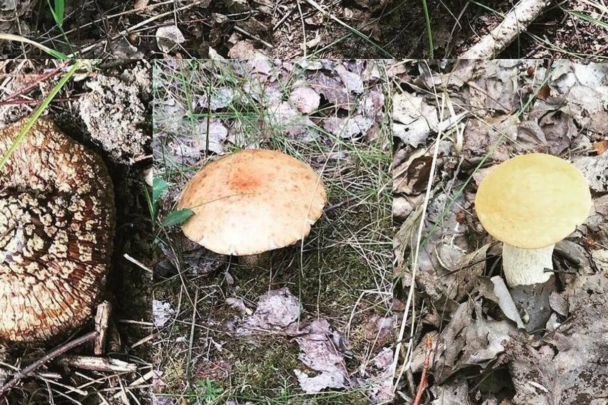 Hongo de Chernobyl se alimenta de radiación