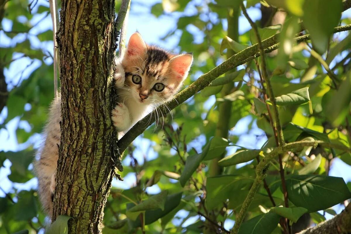 Rescatan a una gata que quedó atrapada dentro de una pared