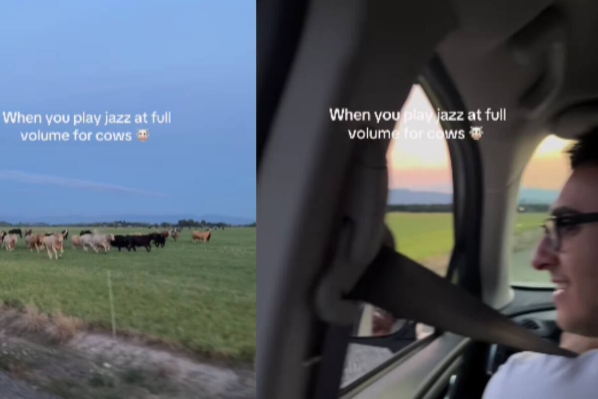 Hombre en viaje por carretera se encuentra con un grupo de vacas y les pone música jazz: así reaccionaron