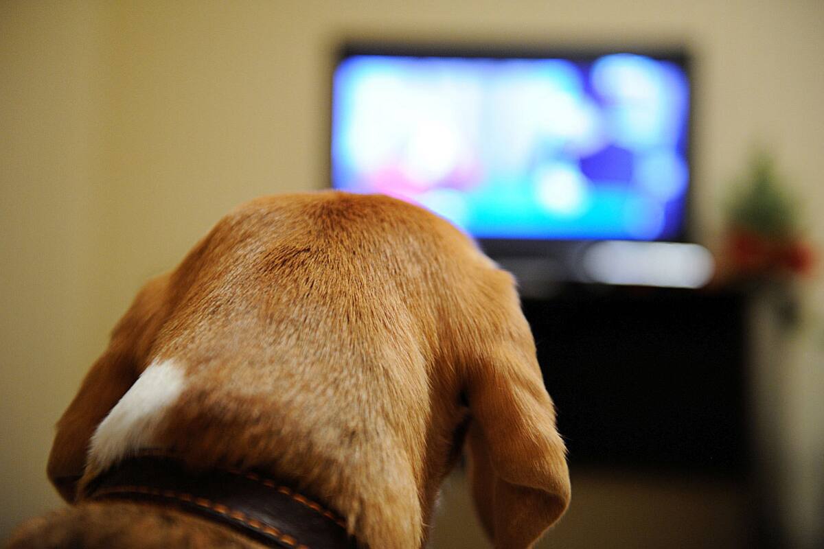 Llega a México canal de TV exclusivo para perros