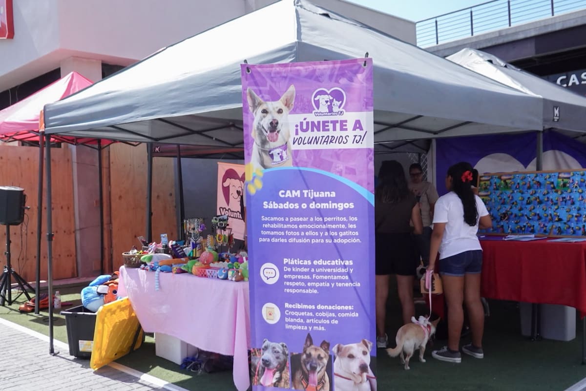 Asociaciones protectoras de animales invitan a la ciudadanía a convertirse en hogares temporales para perros rescatados, ante la limitada capacidad de los refugios en Tijuana.
Fotos: Border Zoom.