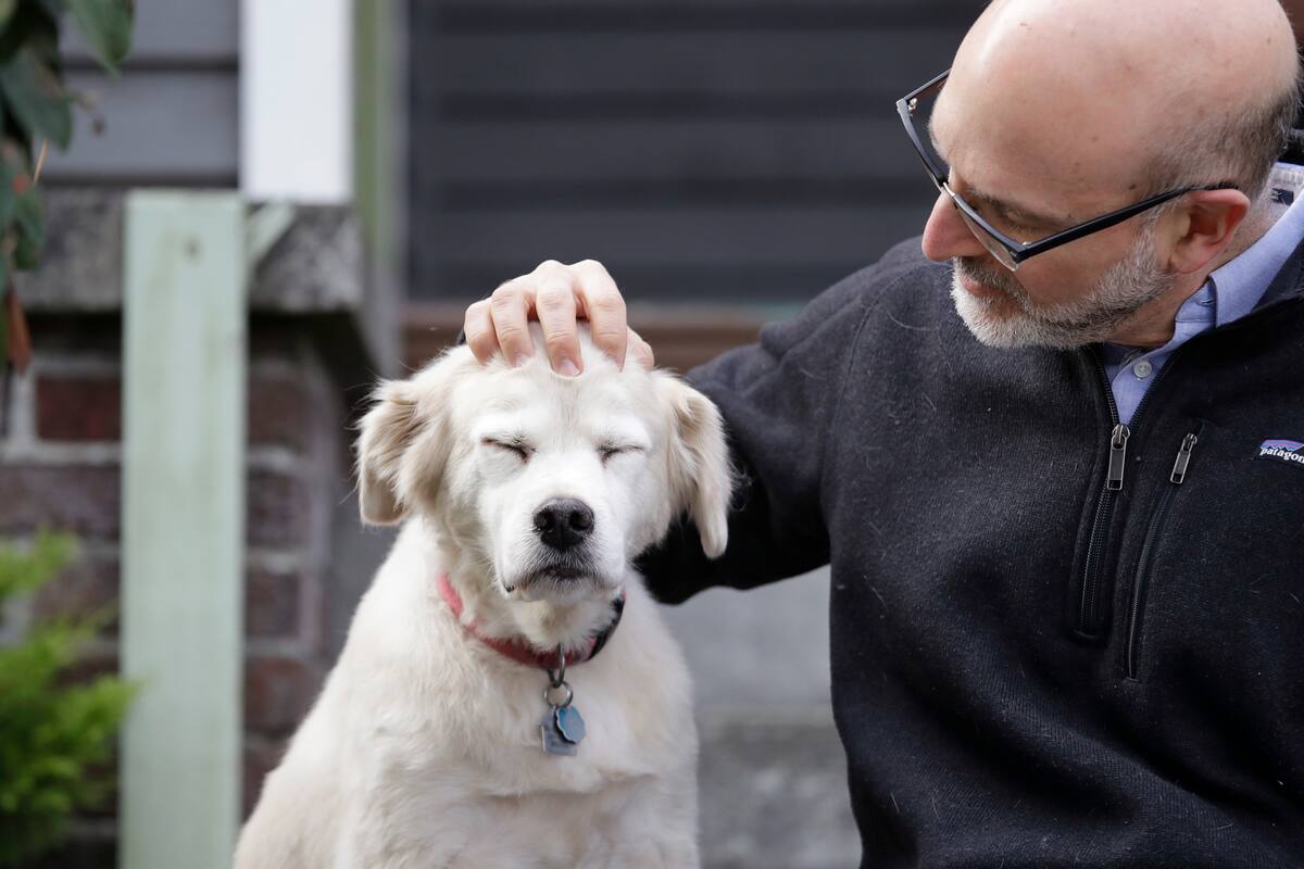 Buscan 10 mil perros para estudio sobre envejecimiento