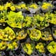 Flores Amarillas:  Florerías de Mexicali se visten de amarillo