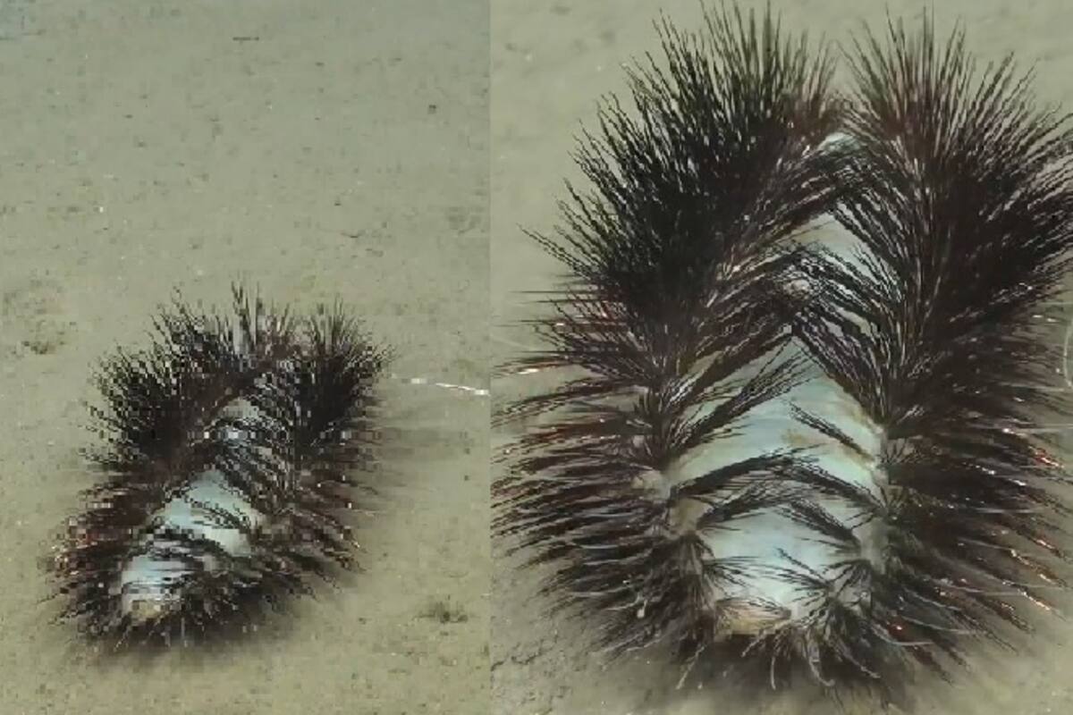 VIDEO: Descubren gusano“alienígena” en las profundidades del mar