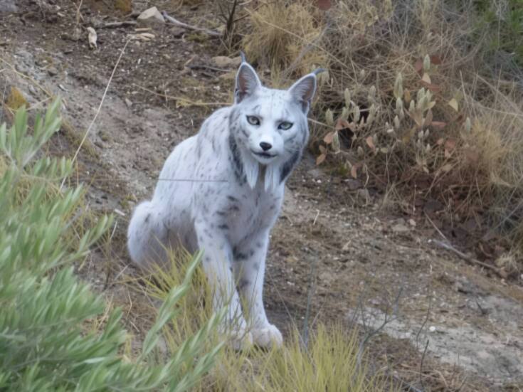 Aparece un lince ibérico blanco, una rareza de la naturaleza que sorprende a los científicos