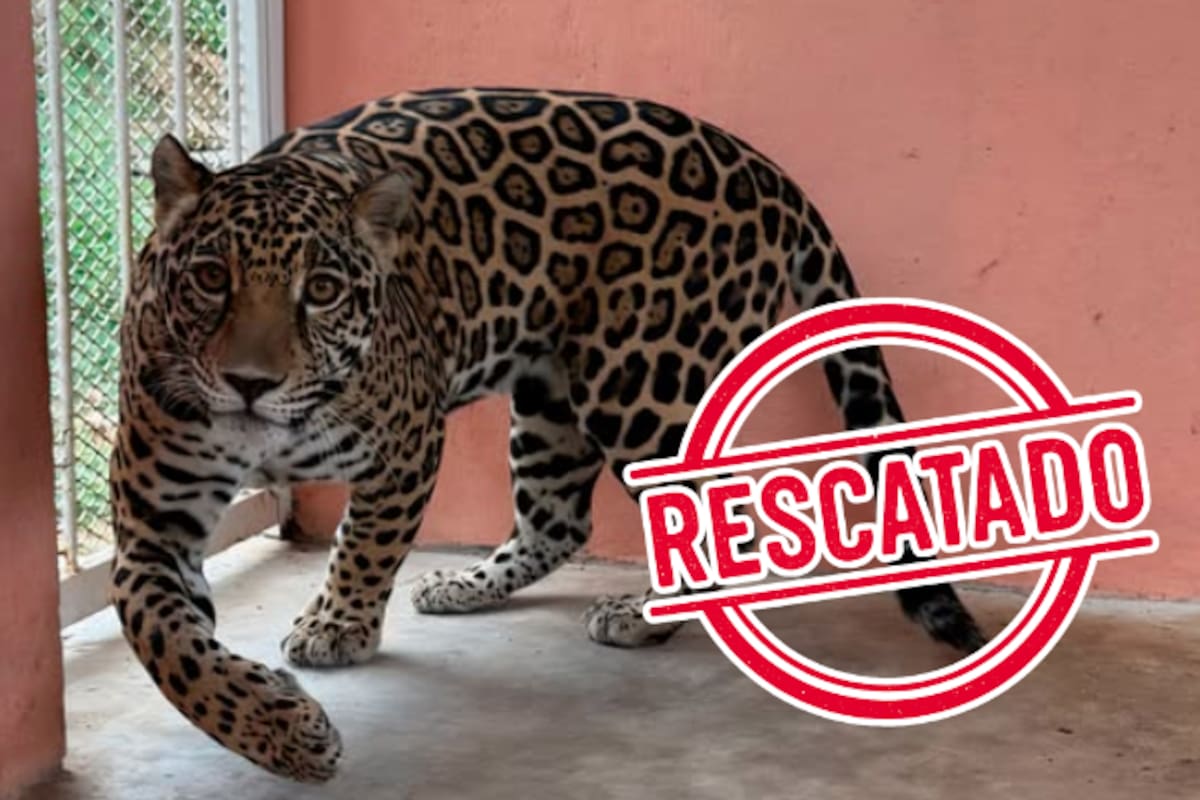 Jaguar rescatado en Chiapas: operativo interinstitucional frena tráfico ilegal de vida silvestre