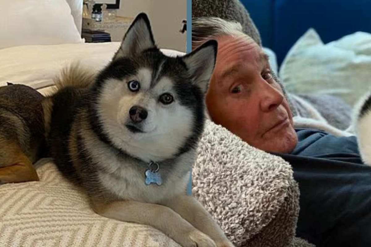 Muere Elvis, el perrito Husky de Ozzy Osbourne, tras casi tres meses de la partida de ‘El Príncipe de las Tinieblas’