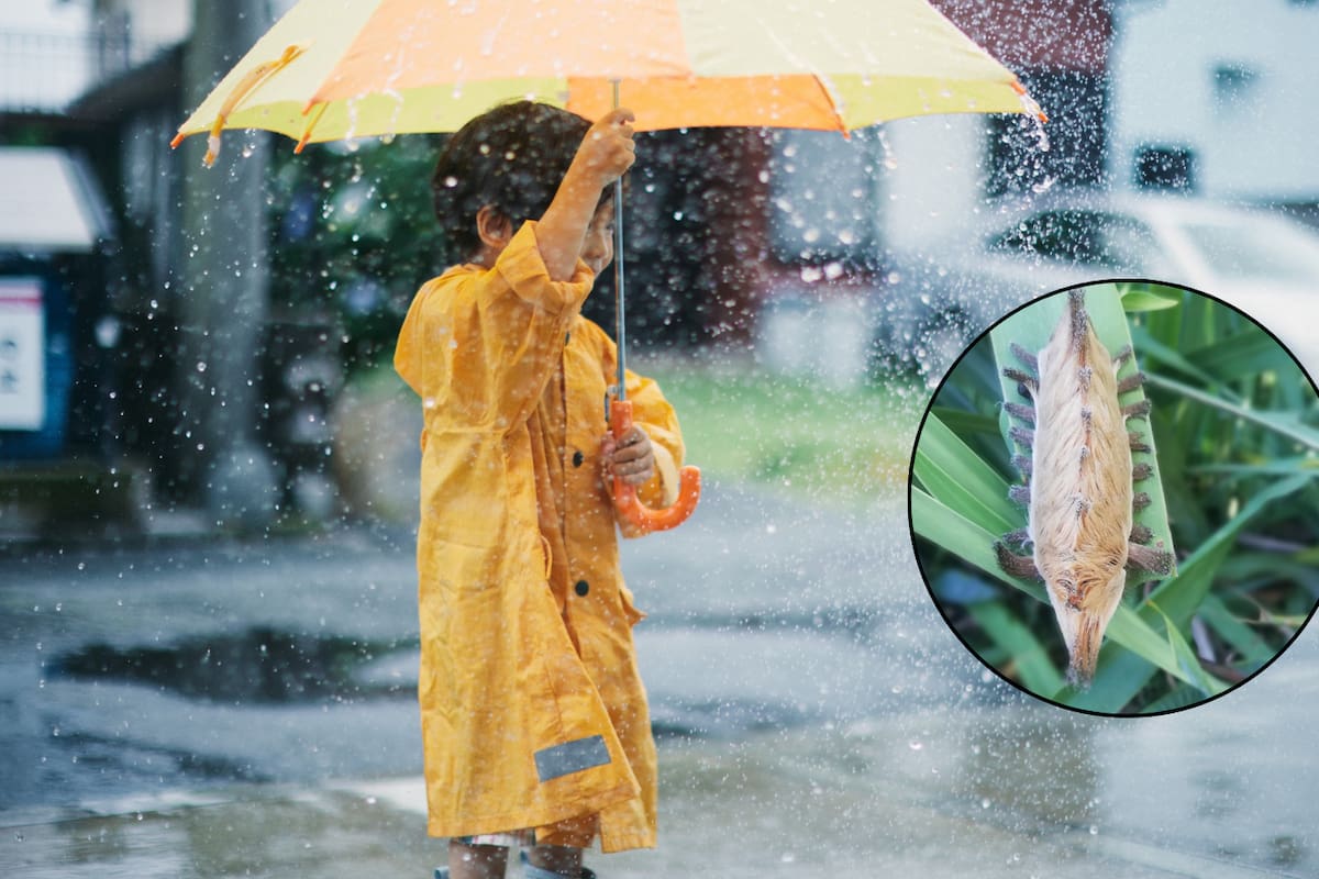 Este es el animal que se está propagando en México tras las lluvias y cuyo contacto con la piel puede provocar un dolor severo; es comparable con una fractura, una quemadura grave o incluso la sensación de un disparo