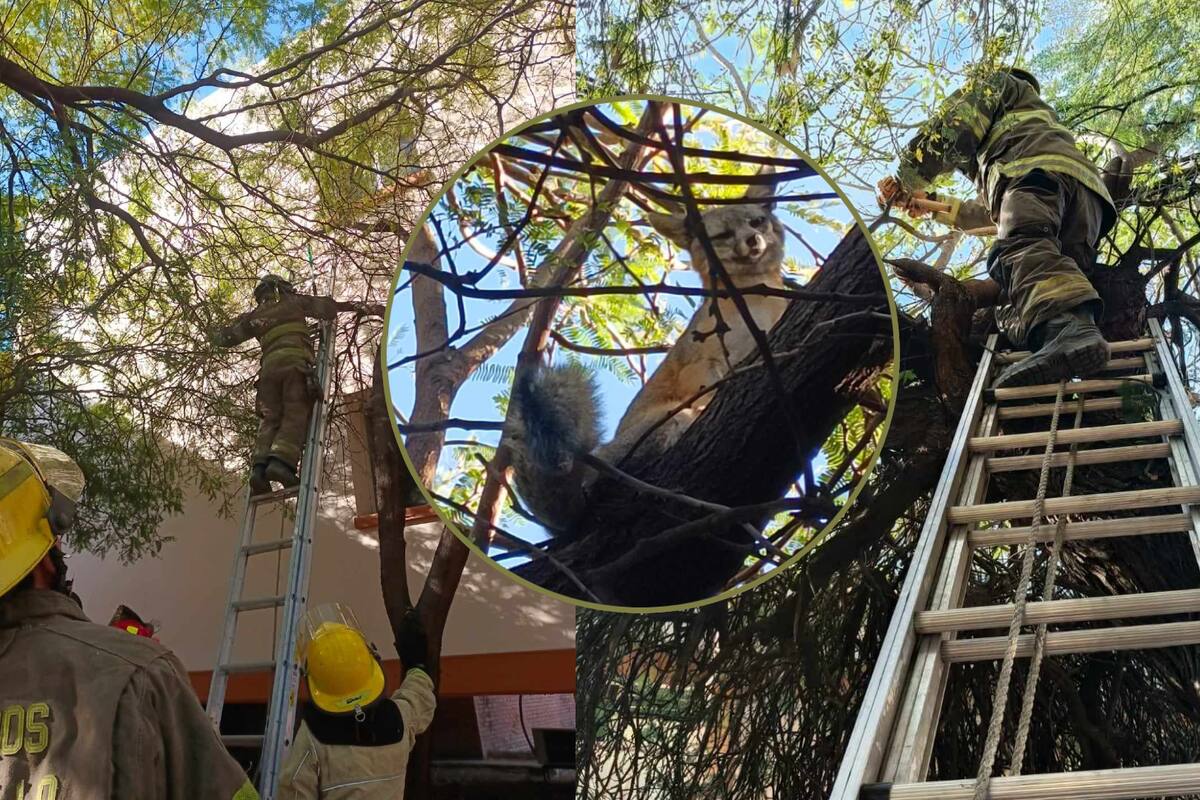 Rescatan a un zorro gris atrapado en un árbol en Unison, esto se sabe