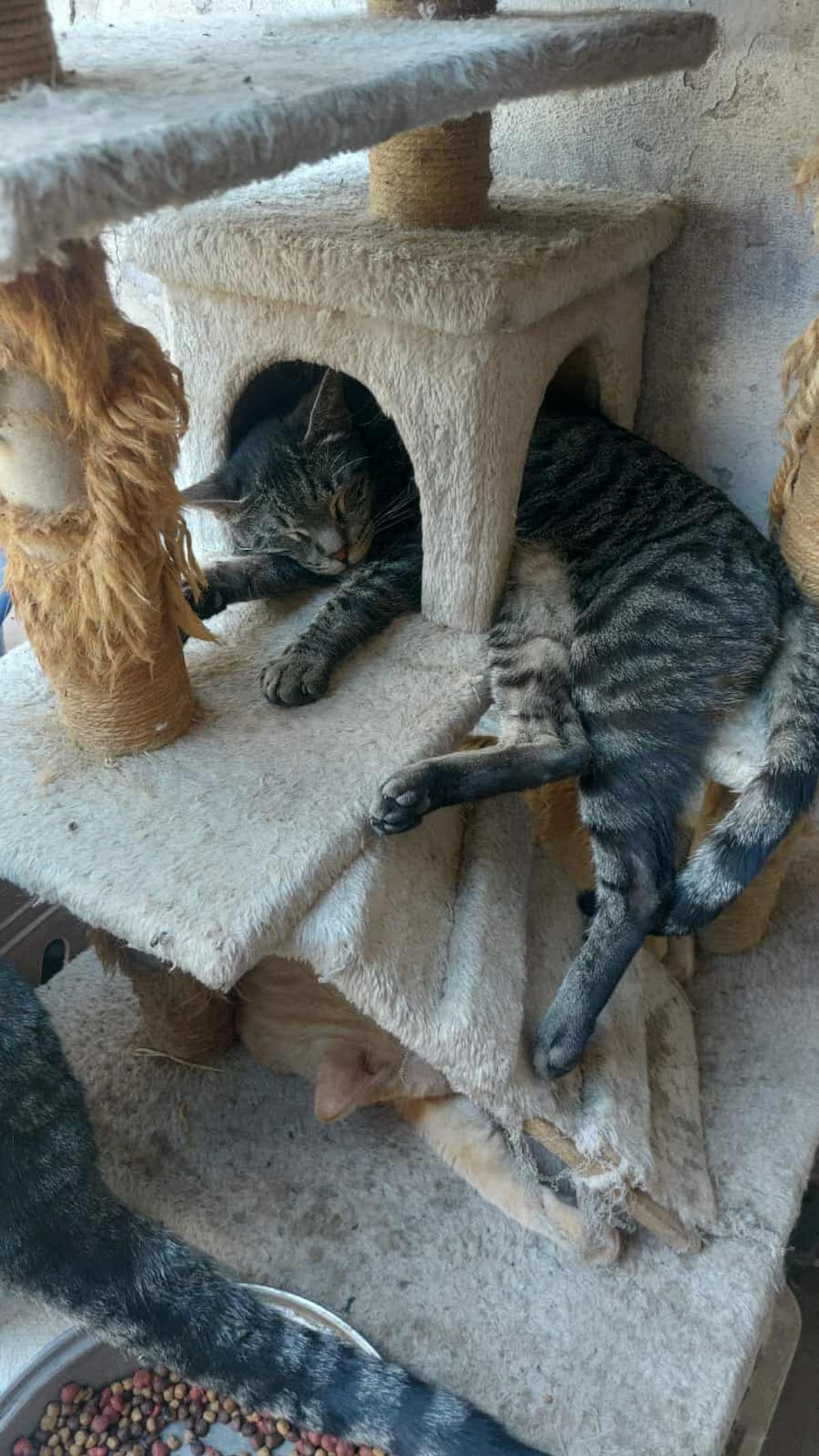 Hugo García pide ayuda para alimentar a más de 20 mascotas rescatadas