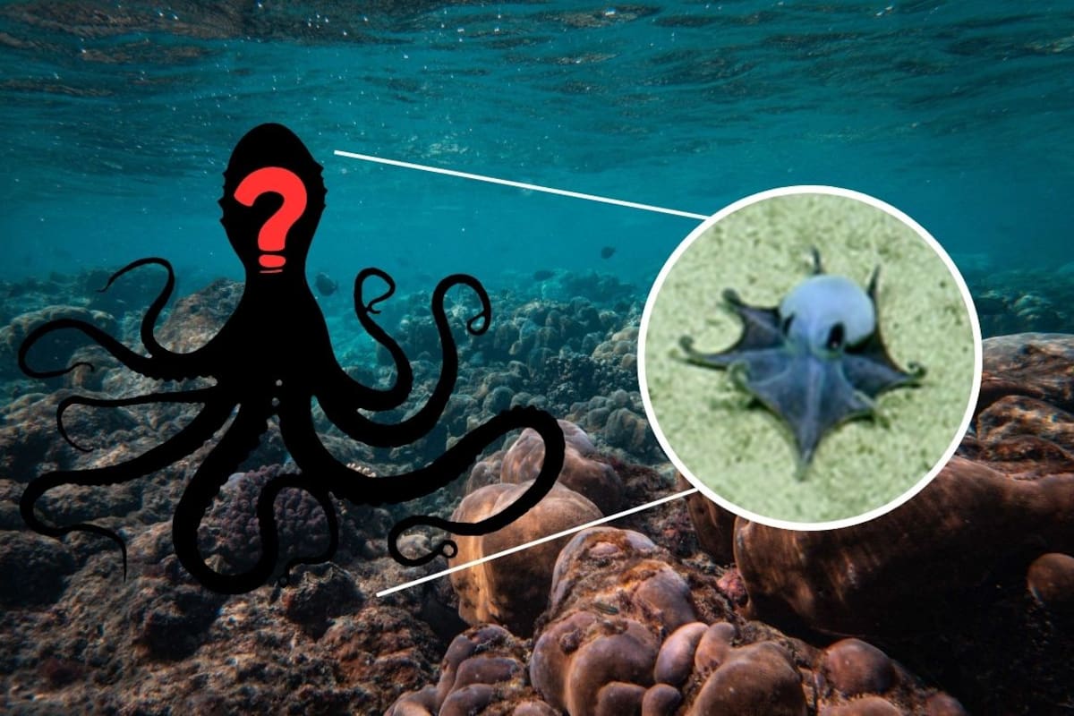 ¿Un pulpo sin tinta y con brazos muy cortos? Esta es la nueva especie descubierta en las profundidades de Galápagos que cambia lo que se sabía de los pulpos antárticos