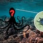¿Un pulpo sin tinta y con brazos muy cortos? Esta es la nueva especie descubierta en las profundidades de Galápagos que cambia lo que se sabía de los pulpos antárticos