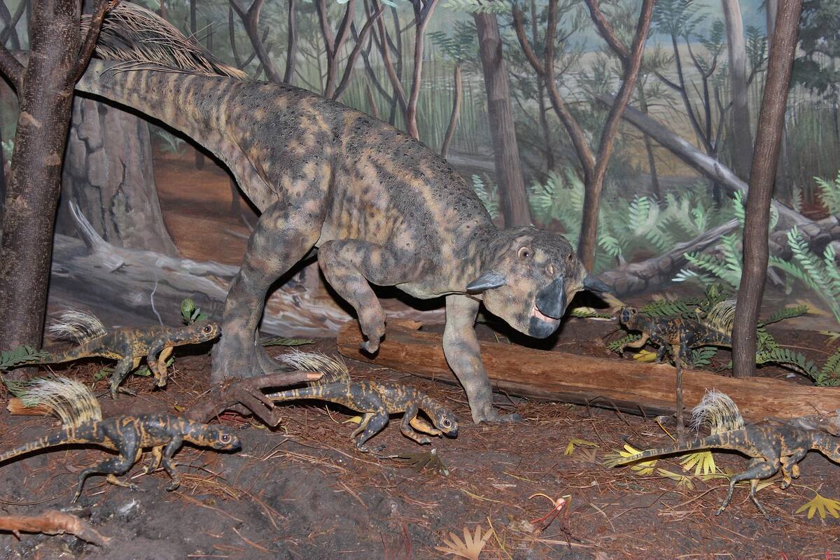 Torreites sanchezi: Antigua concha demuestra que los días eran más cortos en el Cretácico Tardío, cuando habitaban los dinosaurios