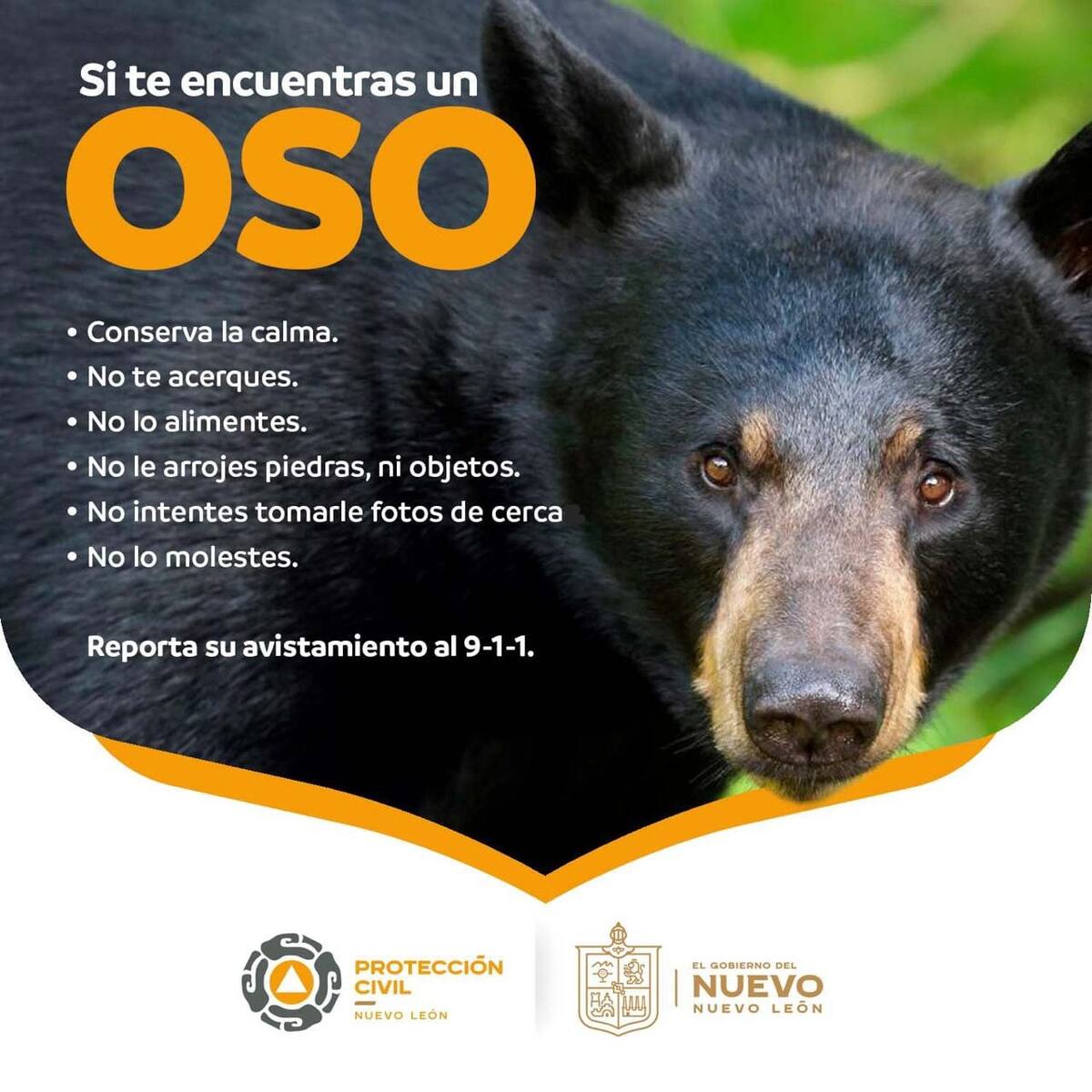 Un oso fue visto en una zona residencial, según reportes de Protección Civil en Nuevo León. Foto: Protección Civil Nuevo León.