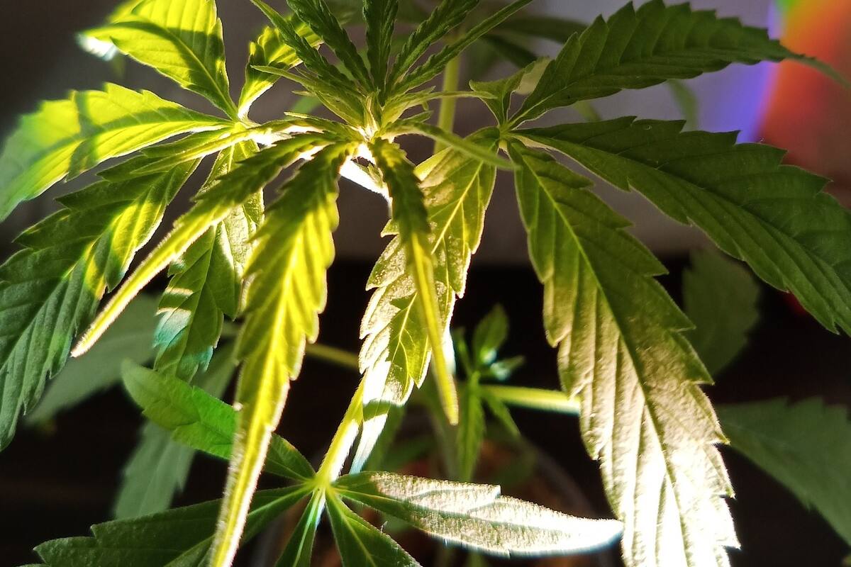 FGR desmantela invernadero de marihuana en Nuevo León, la vendían en antros y en línea