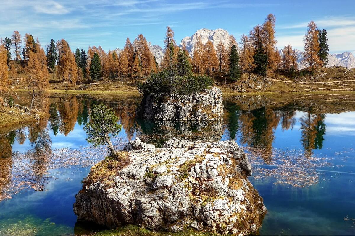 Cometen "acto vandálico" a un árbol muy popular que crece en medio de un lago en Nueva Zelanda