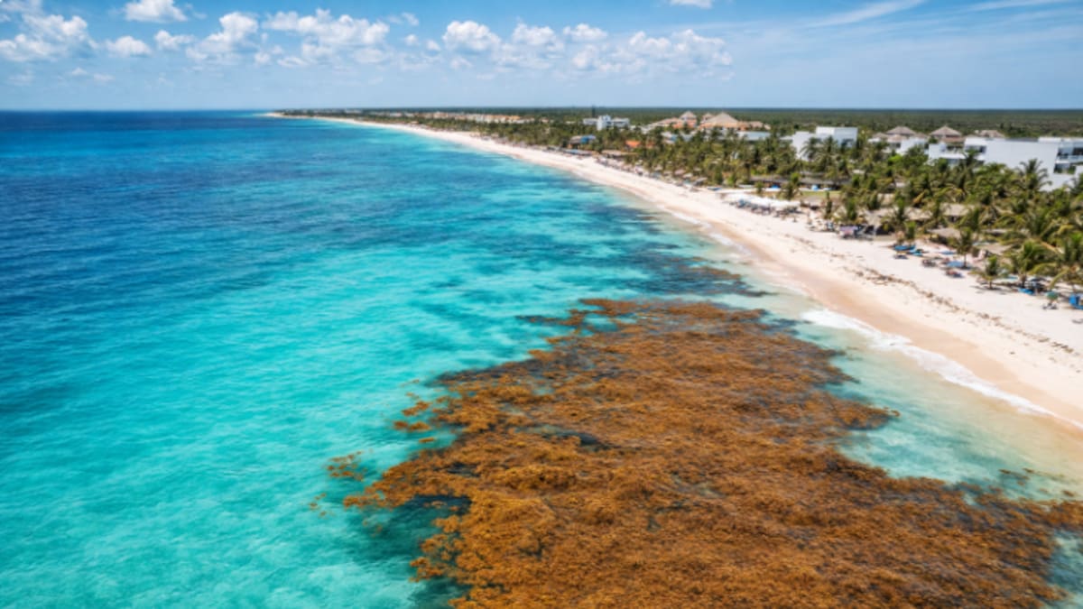 Alarma en el Caribe: más de 8 mil toneladas de sargazo acechan las costas de Quintana Roo pese a semáforo verde