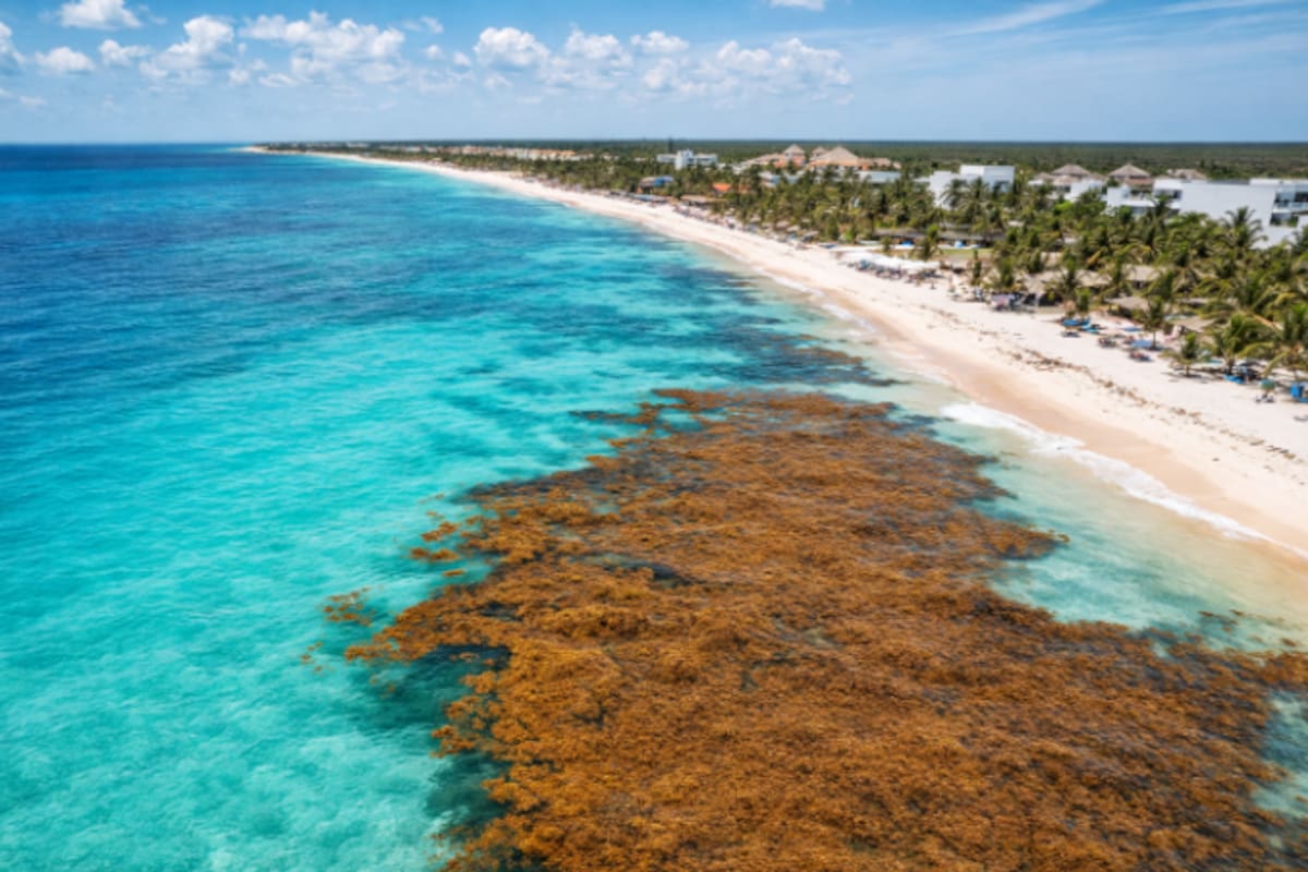Alarma en el Caribe: más de 8 mil toneladas de sargazo acechan las costas de Quintana Roo pese a semáforo verde