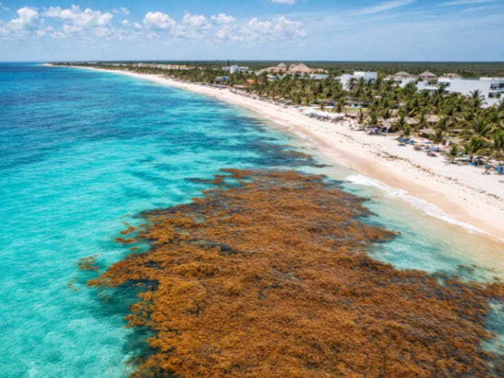 Alarma en el Caribe: más de 8 mil toneladas de sargazo acechan las costas de Quintana Roo pese a semáforo verde