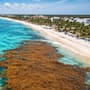 68 playas del Caribe mexicano afectadas por sargazo, Semana Santa 2026 inicia con alertas para turistas