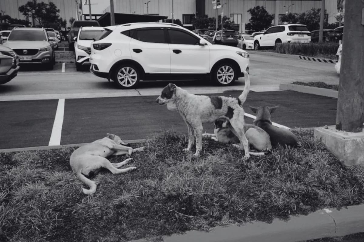 Lo que sabemos sobre el presunto envenenamiento de perros en la Condesa: policías de la CDMX hallan longaniza con una pastilla azul en Parque España e inician investigación