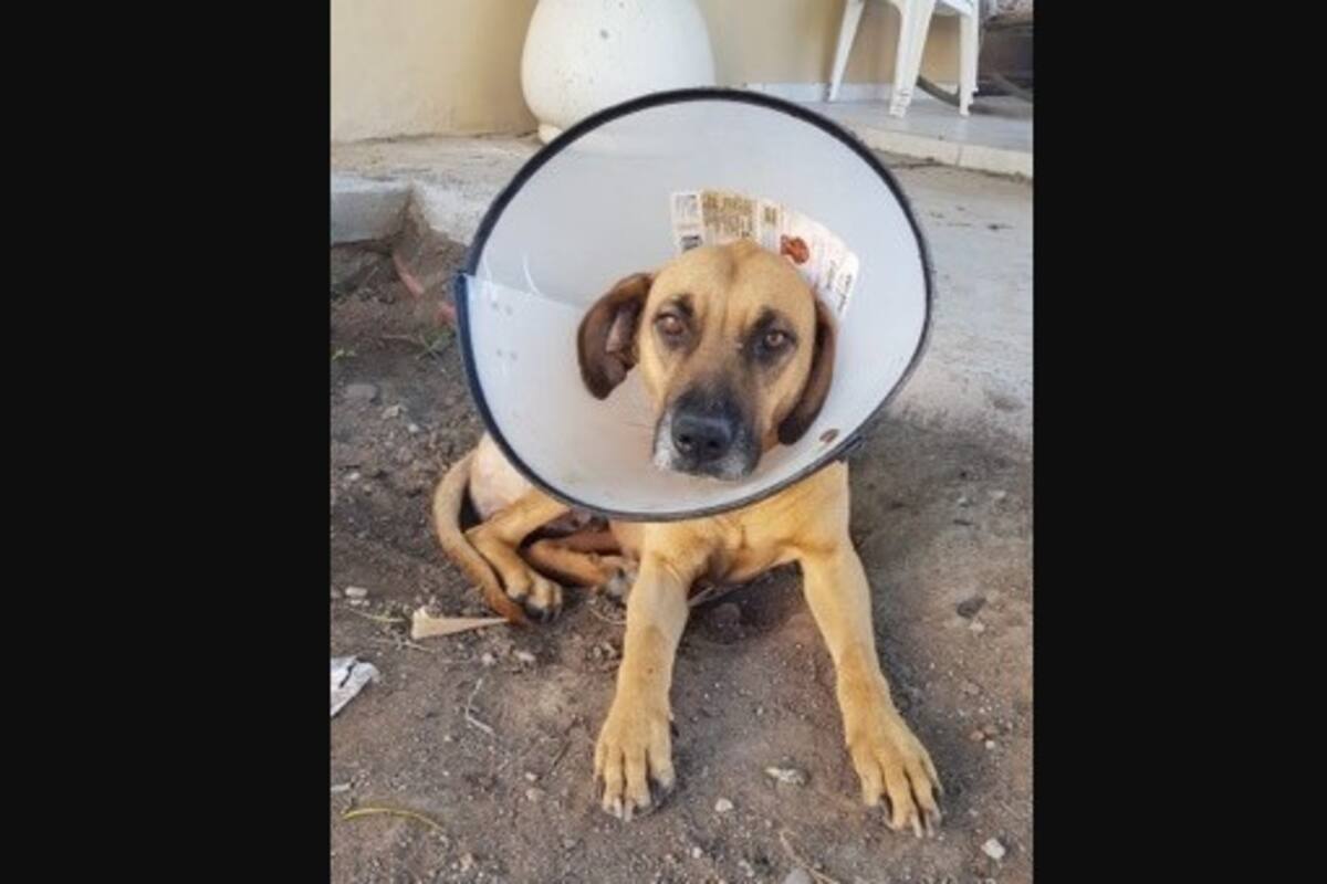 Alumnos y maestros del ITH se unen para ayudar a "Bolita", una perrita con cáncer