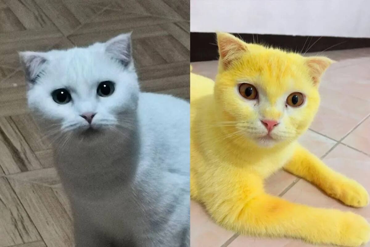 Un gato se “volvió” amarillo cuando le trataron una infección con cúrcuma