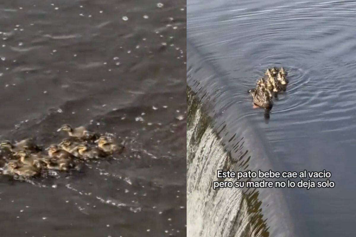 Pato bebé al vacío y su madre va a buscarlo; video se viraliza en TikTok