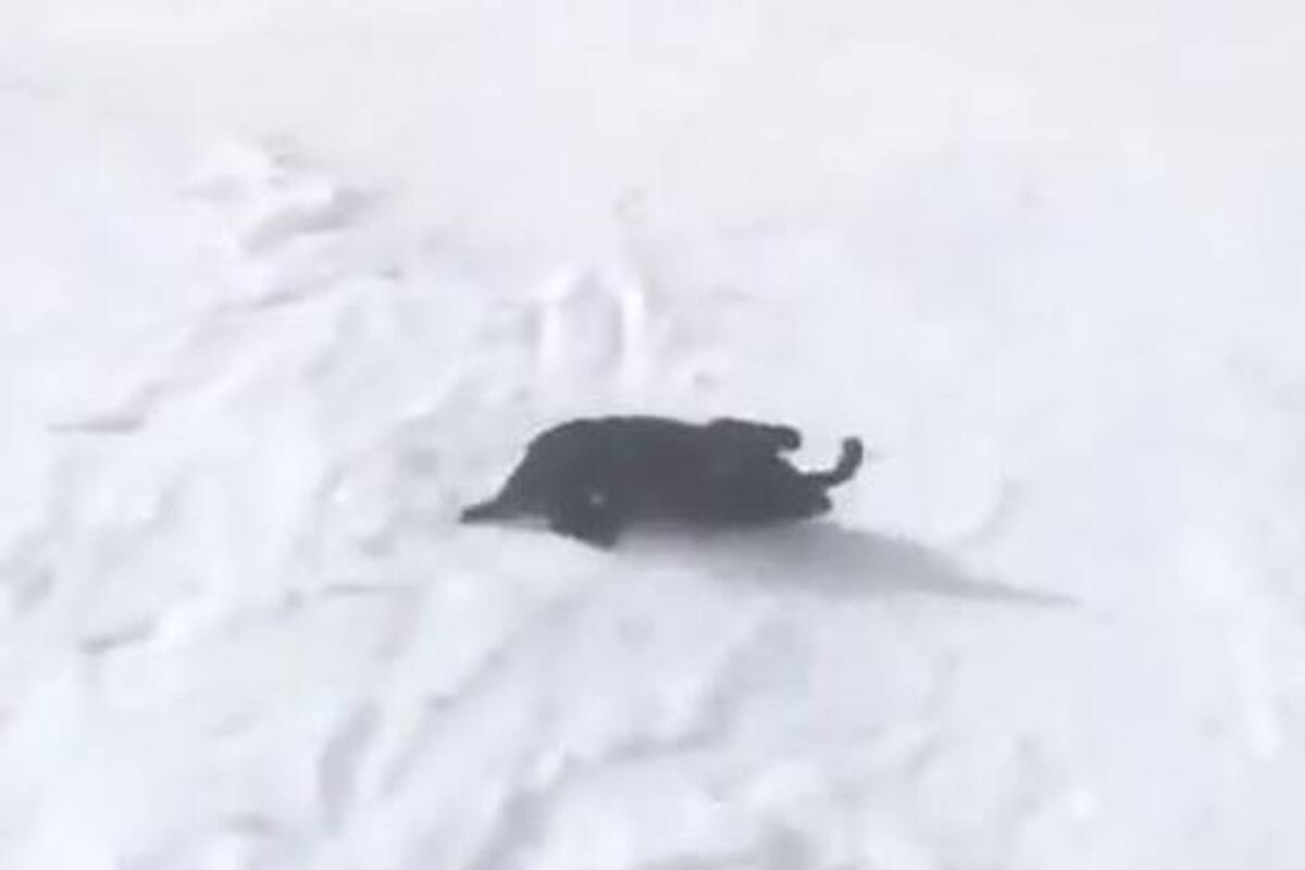 VIDEO: La reacción de este perro al ver la nieve, conquista las redes sociales