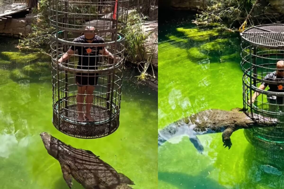 Hombre impresiona al probar una atracción extrema con cocodrilos en un zoológico