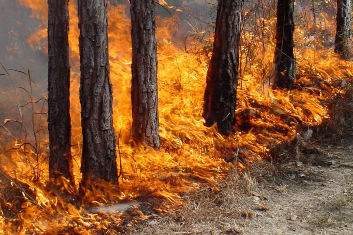 Podrían sofocar incendio en Tecate en dos días