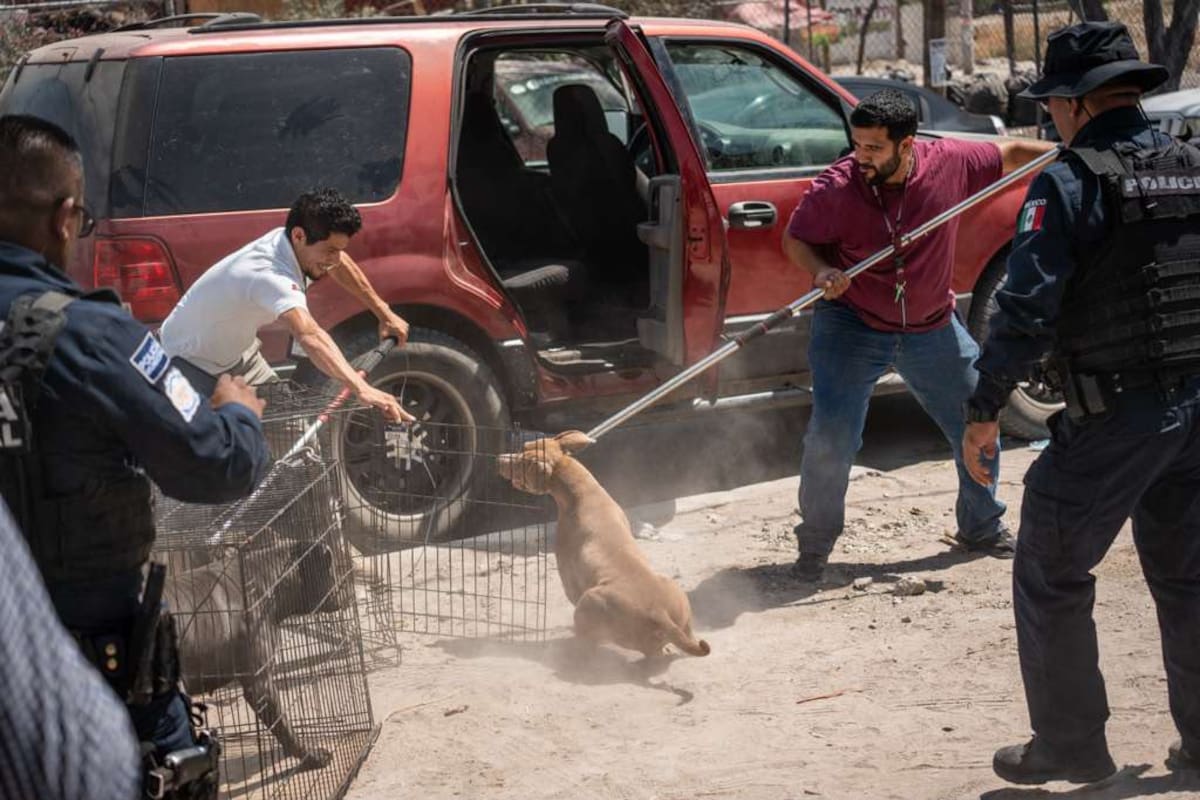 Los perros permanecieron encerrados durante varias horas en una camioneta en la colonia El Florido; tras ser rescatados, serán evaluados y posteriormente puestos en adopción.
Fotos: Border Zoom.